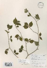 Corylus sieboldiana image