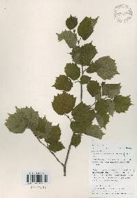 Corylus sieboldiana image