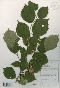 Corylus sieboldiana image