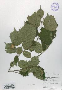 Corylus sieboldiana image
