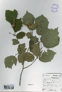 Corylus sieboldiana image