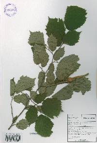 Corylus sieboldiana image