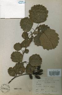 Alnus incana subsp. hirsuta image