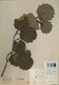 Alnus incana subsp. hirsuta image