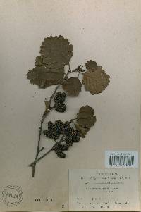Alnus incana subsp. hirsuta image