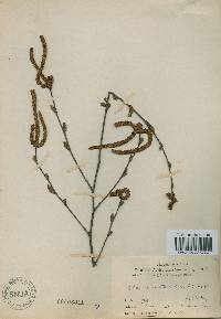 Alnus incana subsp. hirsuta image