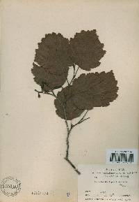 Alnus incana subsp. hirsuta image