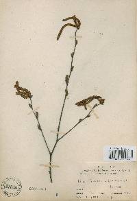 Alnus incana subsp. hirsuta image