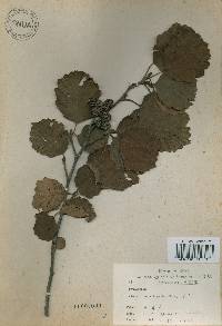 Alnus incana subsp. hirsuta image