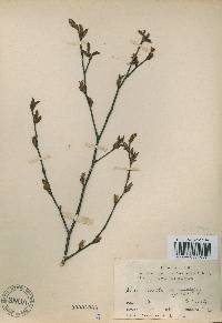 Alnus incana subsp. hirsuta image