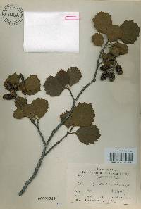 Alnus incana subsp. hirsuta image