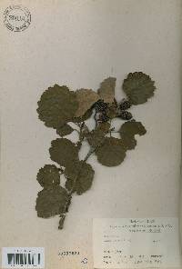 Alnus incana subsp. hirsuta image