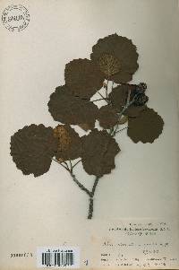 Alnus incana subsp. hirsuta image