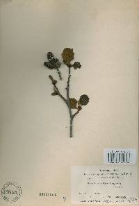 Alnus incana subsp. hirsuta image