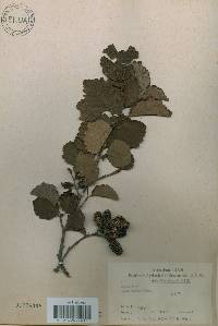 Alnus incana subsp. hirsuta image