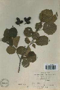 Alnus incana subsp. hirsuta image