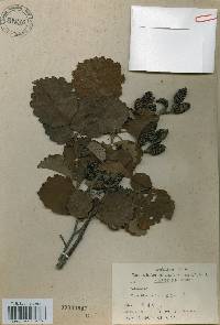 Alnus incana subsp. hirsuta image