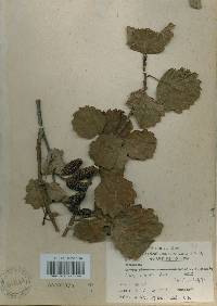 Alnus incana subsp. hirsuta image