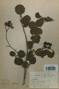 Alnus incana subsp. hirsuta image