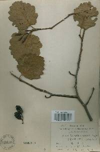 Alnus incana subsp. hirsuta image