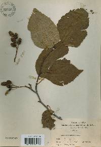 Alnus alnobetula subsp. fruticosa image