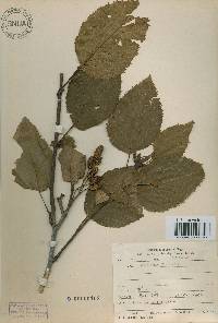 Alnus alnobetula subsp. fruticosa image