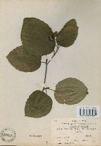 Alnus alnobetula subsp. fruticosa image