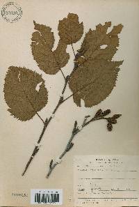 Alnus alnobetula subsp. fruticosa image