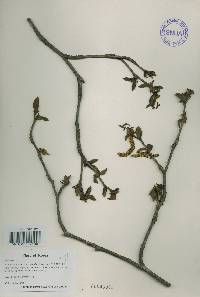 Alnus alnobetula subsp. fruticosa image