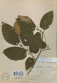 Carpinus cordata image