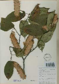 Carpinus cordata image