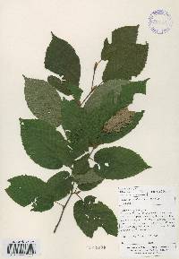Carpinus cordata image