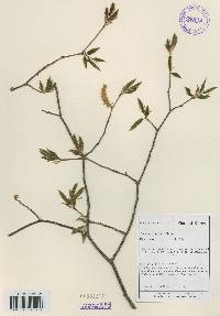 Carpinus cordata image
