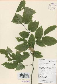 Carpinus cordata image