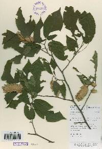 Carpinus cordata image