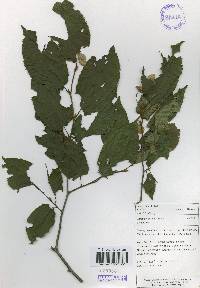 Carpinus cordata image