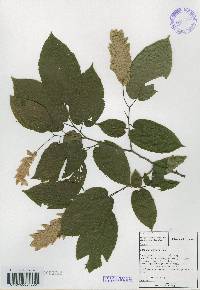 Carpinus cordata image