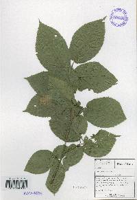Carpinus cordata image