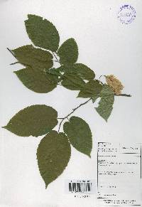Carpinus cordata image
