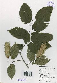 Carpinus cordata image