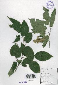 Carpinus cordata image