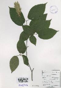 Carpinus cordata image