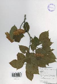 Carpinus cordata image