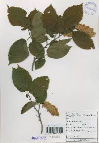 Carpinus cordata image