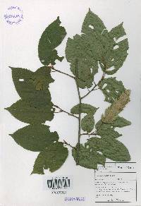 Carpinus cordata image