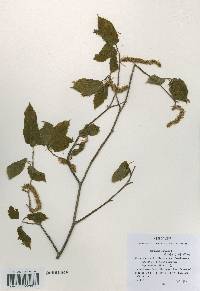 Carpinus cordata image