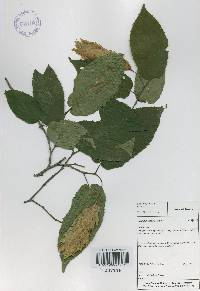 Carpinus cordata image