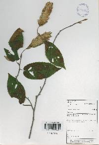 Carpinus cordata image