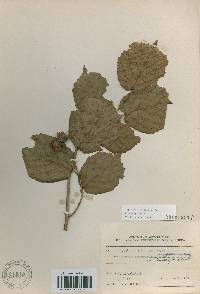 Corylus heterophylla image