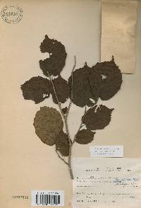 Corylus heterophylla image